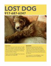 Poster to help find missing dog Max. Photo courtesy of Sara Dimaggio