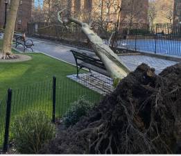 A tree that had stood since Stuyvesant Town opened over 75 years ago came tumbling down in Peter Cooper Village adjacent to an empty basketball court on March 23. Photo: Tim McCann