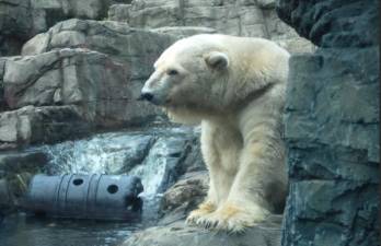 Polar bear at the Central Park Zoo. Photo: Wikimedia Commons