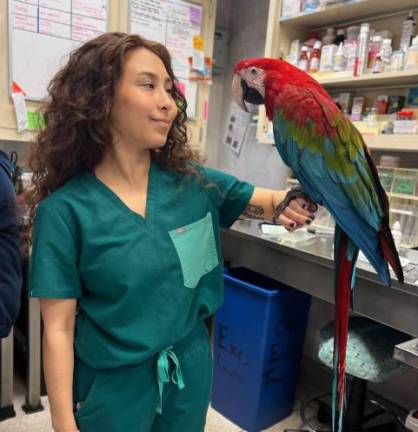 Kam Kimberly, a veterinary assistant at the looks after one of the center’s parrots. Photo: Schwarzman Animal Medical Center