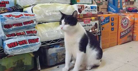 spoiled bratz pet store