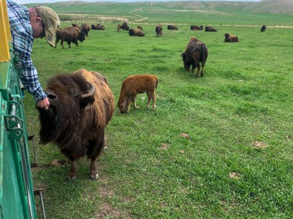At the Terry Bison Ranch, just south of Cheyenne, a short train ride within the ranch enables you to feed the Bison food pellets from your train car. Photo: Ralph Spielman