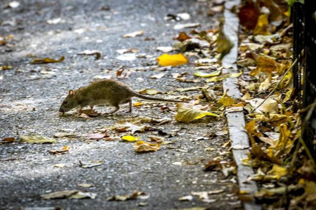NYC rat. Photo: Steven Strasser