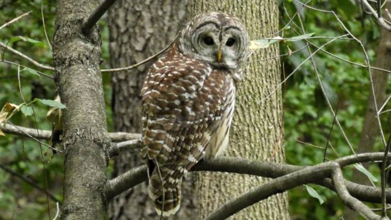Barred owl in Central Park. Photo: @BirdCentralPark on Twitter