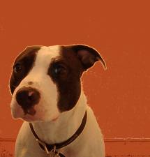 Dog lovers in NYC have started circulating a petition which calls for a direct tip line to report backyard breeding and which seeks higher penalties for offenders.