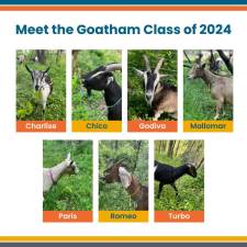 <b>Riverside Park Conservancy shared the Goatham Class of 2024 lineup earlier this summer, featuring the returning fan-favorite goat, Mallomar. </b>