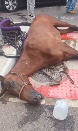 Lady, a 15-year-old carriage horse, suddenly died near West 51st Street on Aug. 5.