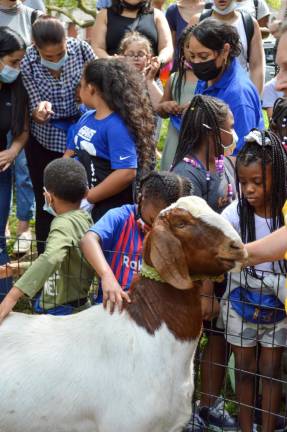 Kids reached out to pet one of the goats before the “Running of the Goats” commenced. Photo: Abigail Gruskin
