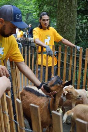The goats remained under close supervision before being released into the park. Photo: Abigail Gruskin