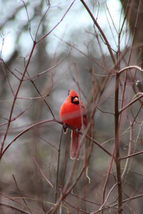 A male cardinal rests on a branch in The Ramble. Photo: Meryl Phair