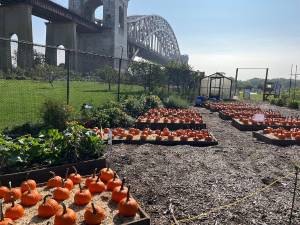 There will be a harvest festival on Randall’s Island on September 28, complete with pumpkin carving (last year’s pumpkin patch pictured above).