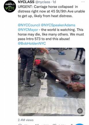Screenshot of NYCLASS tweet on August 11, with a video of a fallen horse. Photo: Sofia Cipriano