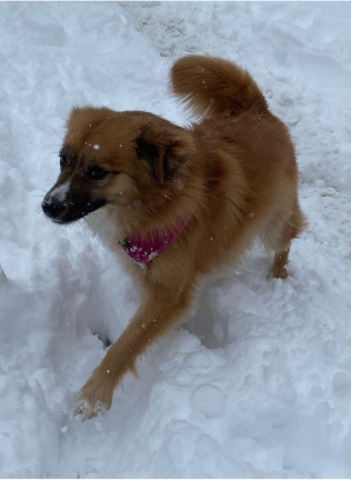 Leto frolics on Feb. 23 in Carl Schurz Park.