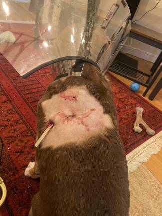 Pope following Zoey’s attack earlier this year.