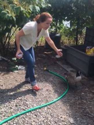 Rossana Ceruzzi, president of the Wildlife Freedom Foundation, spends her days taking care of wildlife on Roosevelt Island.