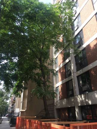 A &quot;weed tree&quot; is making news on the Upper East Side. Photo: Olivia Kelley