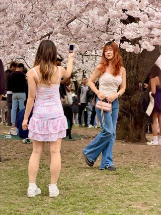 Striking a pose with cherry blossoms while a friend snaps away.