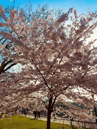Cherry Blossom Tree on UES along the Reservoir