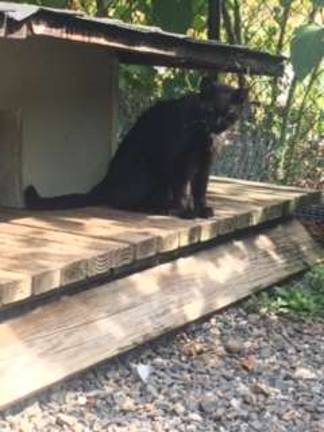 A cat on Roosevelt Island.