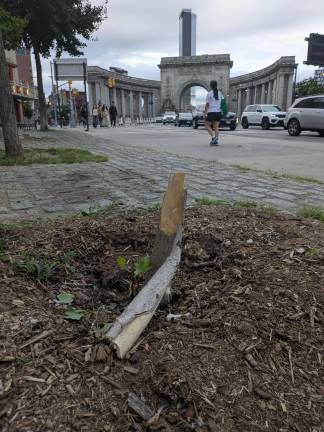 Tree severed in the July 19 horror crash.