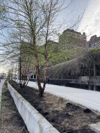 The blaze torched multiple trees and their surrounding vegetation.