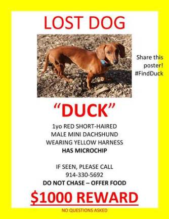 Helena Yoo and Sam Roth posted over 3,000 flyers and launched a social media campaign that ultimately helped bring Duck home.