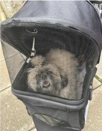 Upper West Sider Mariana Santibañez brought her Rottweiler-Lab mix, Bruce, and Mila (above) described as “a spicy Shih Tzu.”