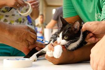 Pet insurance can help lower costs of vet care. And a bill making its way through Congress would allow pet healthcare to be paid for by a human owner’s tax-advantaged Health Savings Account.