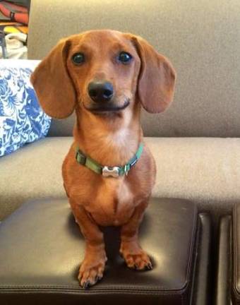 Duck, a mini dachshund, went missing from Central Park after he escaped from his dog walker last week.
