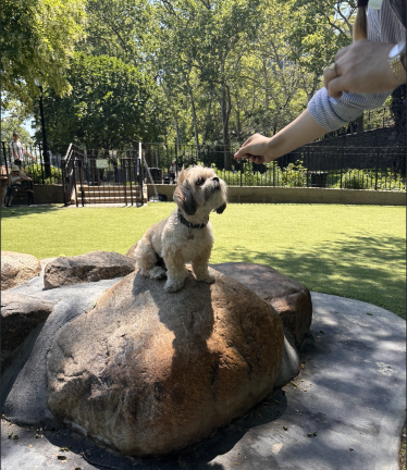 Treats can become a source of tension among dogs at the Carl Schurz dog run.