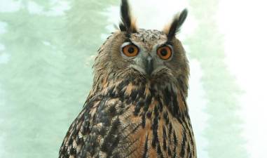 Flaco the Eurasian eagle owl who captured the heart of New Yorkers after vandals allowed him to escape from the Central Park home in Feb. 2023 has died after crashing into a building on the UWS.