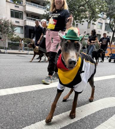 German American Steuben Day Parade marchers included a Doberman dog club.