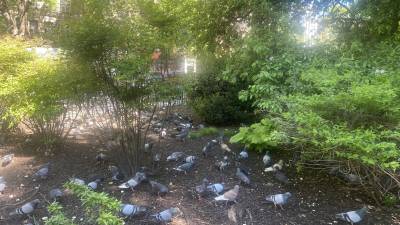 In Tompkins Square Park there are a lot of pigeons, which explains why Dwayne Daley was in the park when he was captured.