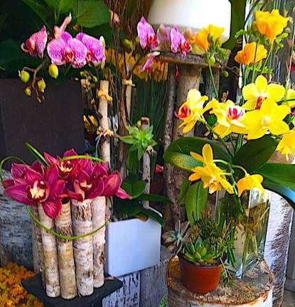 Orchids for Everybody The Manhattan Gardener