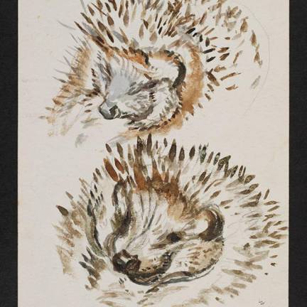 Beatrix Potter, drawing of a hedgehog, assumed to be Mrs Tiggy, about 1904. Linder Bequest. Museum no. BP.495. © Victoria and Albert Museum, London. Photo: Courtesy of Frederick Warne &amp; Co. Ltd