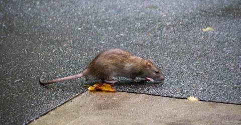 at-new-york-usa-2017-322-4-