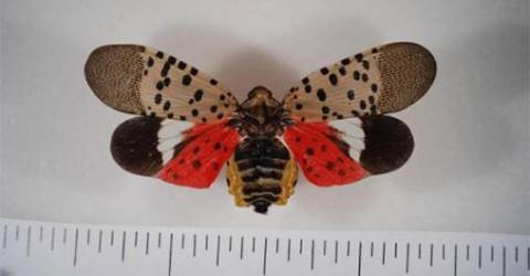 The Spotted Lanternflies of Manhattan