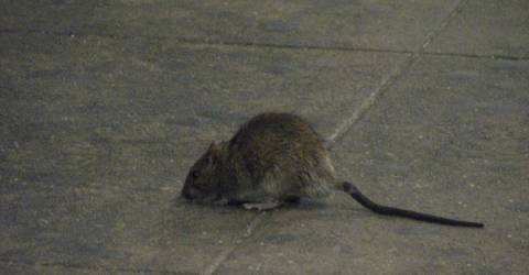 rat sightings on the rise News