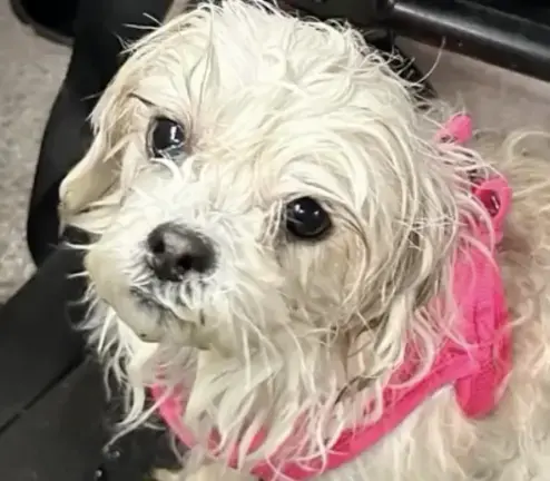 Hudson after being rescued from the East River.