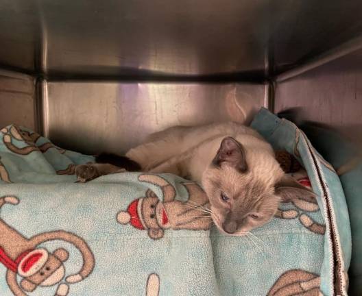 A Siamese cat that was just surrendered, showing signs of trauma. Photo: Shantila Lee