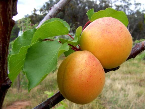 Behold the apricot.