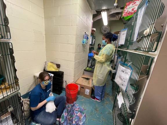 ACC staff caring for abandoned rabbits. Photo: Shantila Lee