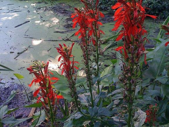 Butterflies and pollinating insects find Cardinal flower (Lobelia cardinalis) on the perimeters of Central Park&#x2019;s Turtle Pond.