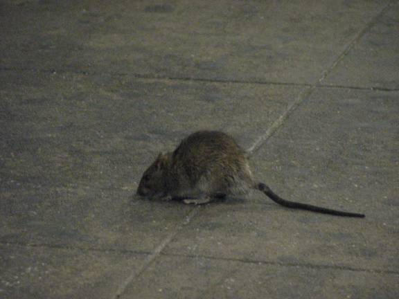 rat sightings on the rise News