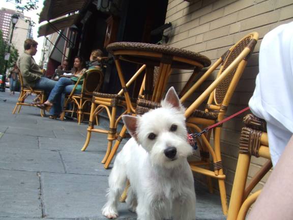 Let’s Keep dogs out of our restaurants LetTer