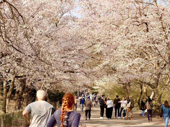 The Bridle Path entrance at East 90th Street and 5th Avenue (Engineers’ Gate) Everyone out to enjoy the Cherry Blossoms