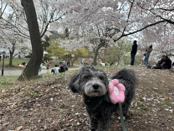 Dog named Doo Yoo sports his own blossom.