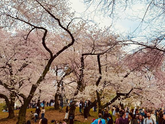 Crowds head to Central Park in awe of the Cherry Blossoms in peak bloom.
