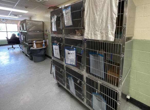 Extra kennels placed outside the shelter rooms to accommodate pets being brought in every day. Photo: Shantila Lee