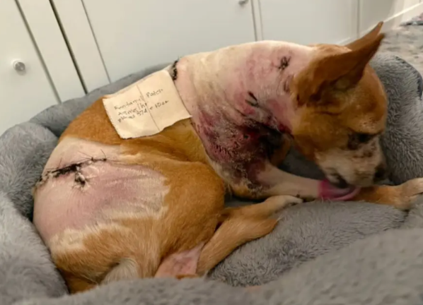 Following the attack, the chihuahua Penny received stitches to close her wounds.
